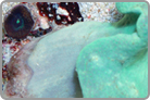 Green Umbrella Leather